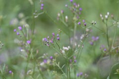 blommor arbeta i trädgården purple royaltyfri bild blommor arbeta i trädgården purple royaltyfri bild