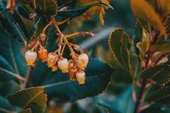Blommor av arbutusunedoen royaltyfria foton Blommor av arbutusunedoen royaltyfria foton