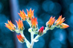 Blommor av den suckulenta växten för echeveria arkivbild Blommor av den suckulenta växten för echeveria arkivbild