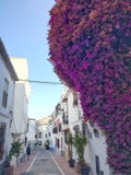 Blommor av Marbella arkivfoto Blommor av Marbella arkivfoto