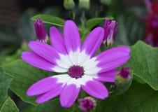 Blommor för lilor för Cineraria vita och royaltyfri foto Blommor för lilor för Cineraria vita och royaltyfri foto
