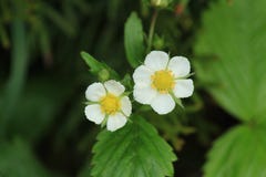 Blommor för lös jordgubbe Fragariavesca Grön bakgrund arkivfoto Blommor för lös jordgubbe Fragariavesca Grön bakgrund arkivfoto