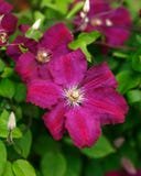 Blommor för purpurfärgad klematis som blommar i sommarträdgård arkivfoto Blommor för purpurfärgad klematis som blommar i sommarträdgård arkivfoto