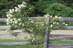 Blommor i blom på trästaketet, blåa Ridge Mountains, horisontdrev, VA royaltyfri bild Blommor i blom på trästaketet, blåa Ridge Mountains, horisontdrev, VA royaltyfri bild