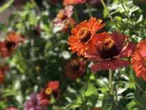 Blommor i fj?der royaltyfri fotografi Blommor i fj?der royaltyfri fotografi