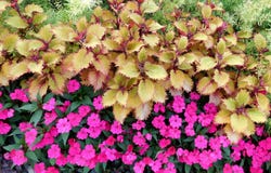 Blommor i trädgården royaltyfri foto Blommor i trädgården royaltyfri foto