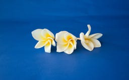 Blommor på en blå bakgrund arkivfoto Blommor på en blå bakgrund arkivfoto