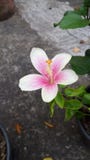 Blommor är den mest sweetest sakerguden som göras någonsin och, glömde att sätta en anda in i Fotografering för Bildbyråer Blommor är den mest sweetest sakerguden som göras någonsin och, glömde att sätta en anda in i Fotografering för Bildbyråer