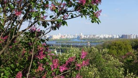 Blomninglilor i den Kiev botaniska trädgården arkivfoto Blomninglilor i den Kiev botaniska trädgården arkivfoto