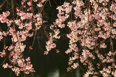 blomstra Cherryet royaltyfri bild blomstra Cherryet royaltyfri bild