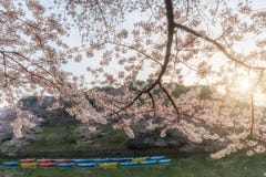 Blomstra en rikt trädgård för körsbärsrött träd på soluppgång med fartyget i sjön royaltyfri bild Blomstra en rikt trädgård för körsbärsrött träd på soluppgång med fartyget i sjön royaltyfri bild