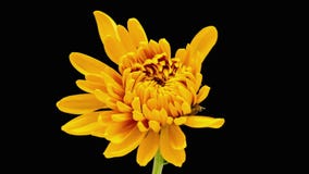 Blomstra för Chrysanths blomma Blomstra för Chrysanths blomma