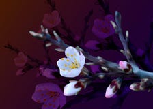 Blomstra mandelfilialen med rosa blommor realistisk ballonsillustration vektor illustrationer Blomstra mandelfilialen med rosa blommor realistisk ballonsillustration vektor illustrationer