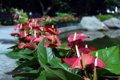 Blomstra växten av anthurium-/flamingoblommor arkivfoton Blomstra växten av anthurium-/flamingoblommor arkivfoton