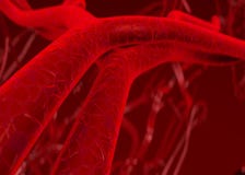 Blood arteries and veins
