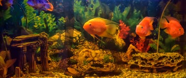 Blood Red Parrot Cichlid aquarium fish