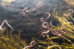 download frozen bloodworms for fish download frozen bloodworms for fish