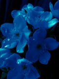 blooming blue flowers  many beautiful dark flowers  with dark background