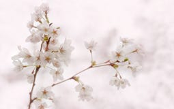 Blooming cherry sakura branch with white flowers. Spring stock photo Blooming cherry sakura branch with white flowers. Spring stock photo