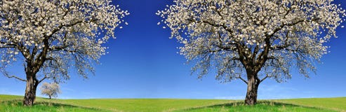 Blooming cherry trees on meadow. stock image Blooming cherry trees on meadow. stock image