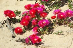 Blooming desert Royalty Free Stock Images Blooming desert Royalty Free Stock Images