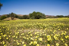 Blooming desert in Namibia Stock Photography Blooming desert in Namibia Stock Photography