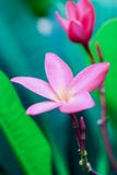 A BLOOMING FRANGIPANI FROM AL 1 stock photo A BLOOMING FRANGIPANI FROM AL 1 stock photo