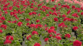 Blooming geranium in a large modern greenhouse. Geranium blooms close-up. Blooming geraniums in pots. A lot of blooming stock footage Blooming geranium in a large modern greenhouse. Geranium blooms close-up. Blooming geraniums in pots. A lot of blooming stock footage