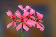 Salmon pink flowers of ivy leaved geranium royalty free stock photo Salmon pink flowers of ivy leaved geranium royalty free stock photo