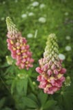 Blooming lupine flowers. A field of lupines. Violet spring and summer flowers. Gentle warm soft colors, blurred background. Blooming lupine flowers. A field of Royalty Free Stock Image Blooming lupine flowers. A field of lupines. Violet spring and summer flowers. Gentle warm soft colors, blurred background. Blooming lupine flowers. A field of Royalty Free Stock Image