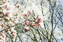 Blooming magnolia. An unusual flower. royalty free stock image Blooming magnolia. An unusual flower. royalty free stock image