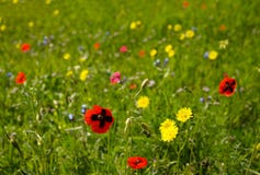 Free Blooming Meadow Stock Image - 2018671