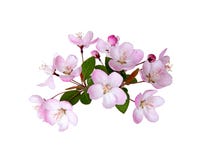 Blooming Peach Blossom In Spring Isolated On White Royalty Free Stock Image