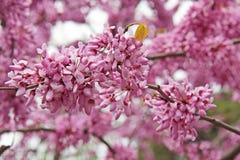 Blooming pink acacia, China, Shaolin Monastery stock images Blooming pink acacia, China, Shaolin Monastery stock images