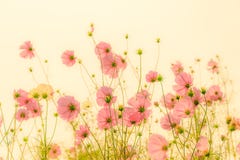 Blooming Pink Cosmos Flowers Royalty Free Stock Photos