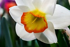Blooming Poets Narcissus flower, know also as Poets Daffodil stock image Blooming Poets Narcissus flower, know also as Poets Daffodil stock image