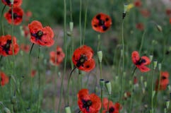 Bee collects nectar from flowering poppies. Spring May honey raznotravie. Soft focus royalty free stock photography Bee collects nectar from flowering poppies. Spring May honey raznotravie. Soft focus royalty free stock photography