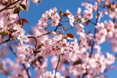 Blooming Purple Red Sakura Tree Garden In Spring. Blurry Backgr Stock Image