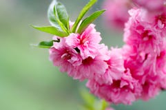 Blooming Spring Stock Photos Blooming Spring Stock Photos