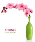 Blooming spring cherry branch in vase