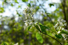 Blooming tree branch closeup with blurred background royalty free stock photography Blooming tree branch closeup with blurred background royalty free stock photography