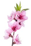 Blooming Tree In Spring With Pink Flowers Royalty Free Stock Images Blooming Tree In Spring With Pink Flowers Royalty Free Stock Images