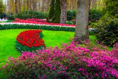 Blooming tulips and colorful flowers in gorgeous Keukenhof park, Netherlands stock photos Blooming tulips and colorful flowers in gorgeous Keukenhof park, Netherlands stock photos