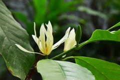The Blooming White Champaka on the Tree stock photography The Blooming White Champaka on the Tree stock photography