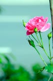 Bloomy цветок пиона стоковое изображение rf Bloomy цветок пиона стоковое изображение rf