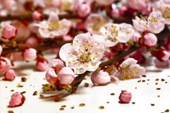 Blossom Cherry Flower Blossom Cherry Flower