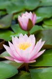 Blossom Pink Lotus Flower Royalty Free Stock Photos