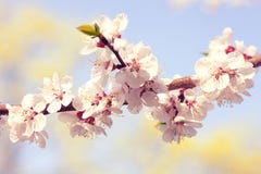 Blossom tree over nature background. Spring stock photography Blossom tree over nature background. Spring stock photography