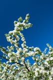 Blossom tree over nature Spring flowers blue sky stock images Blossom tree over nature Spring flowers blue sky stock images