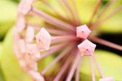 Blossom of wax plant from close-up. Porcelainflower. Hoya carnosa royalty free stock images Blossom of wax plant from close-up. Porcelainflower. Hoya carnosa royalty free stock images